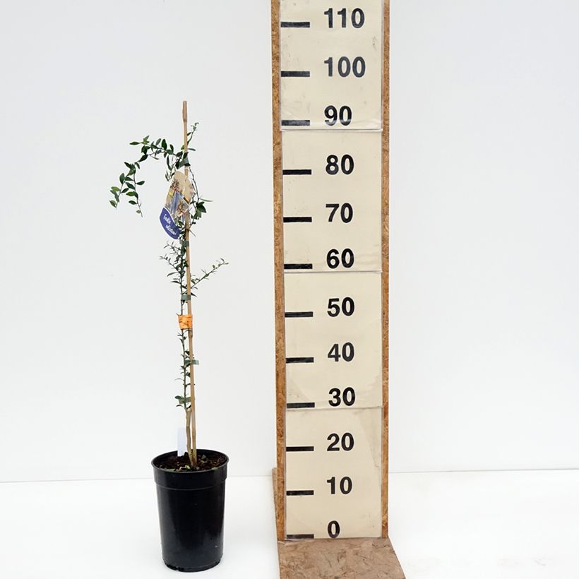 Exemplar von Fingerlimette - Microcitrus australasica Topf mit 2L/3L, Heister wie im Winter geliefert