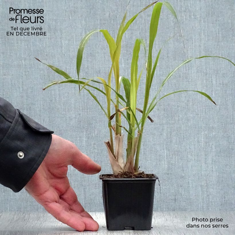 Exemplar von Lemongras (Ölgewinnung (Pflanzen) - Cymbopogon citratus Kleine Töpfe von 7/8 cm wie im Winter geliefert