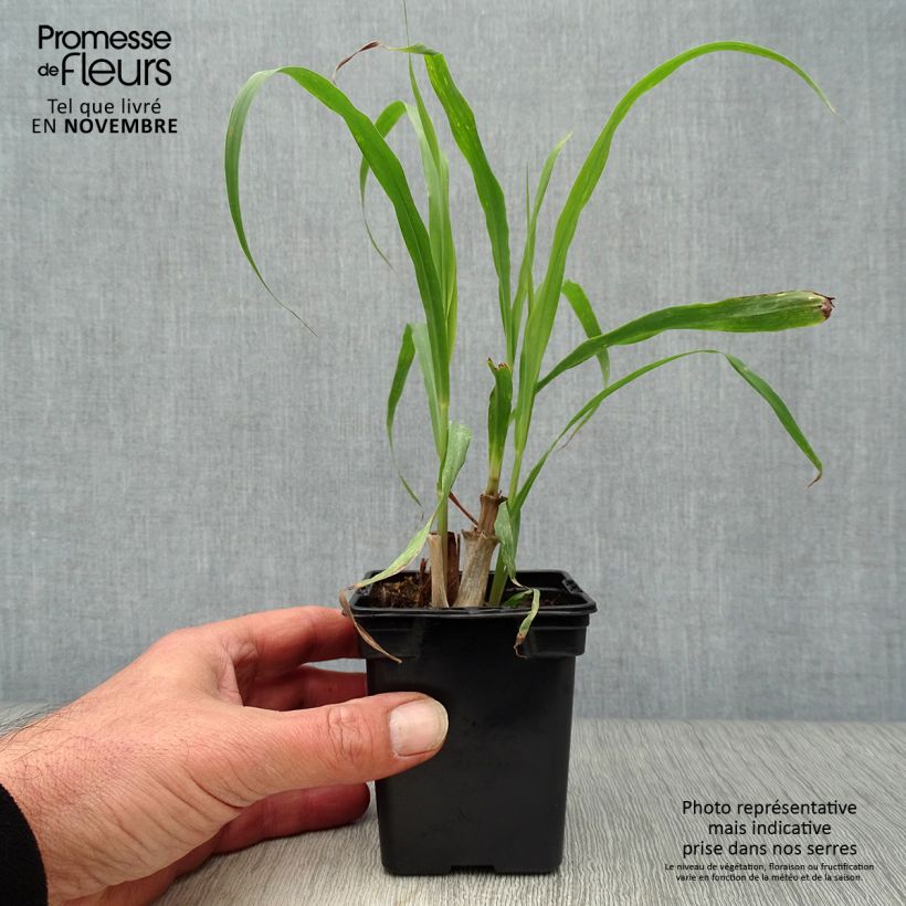 Example of Lemongras (Ölgewinnung (Pflanzen) - Cymbopogon citratus Kleine Töpfe von 7/8 cm as you get in automne