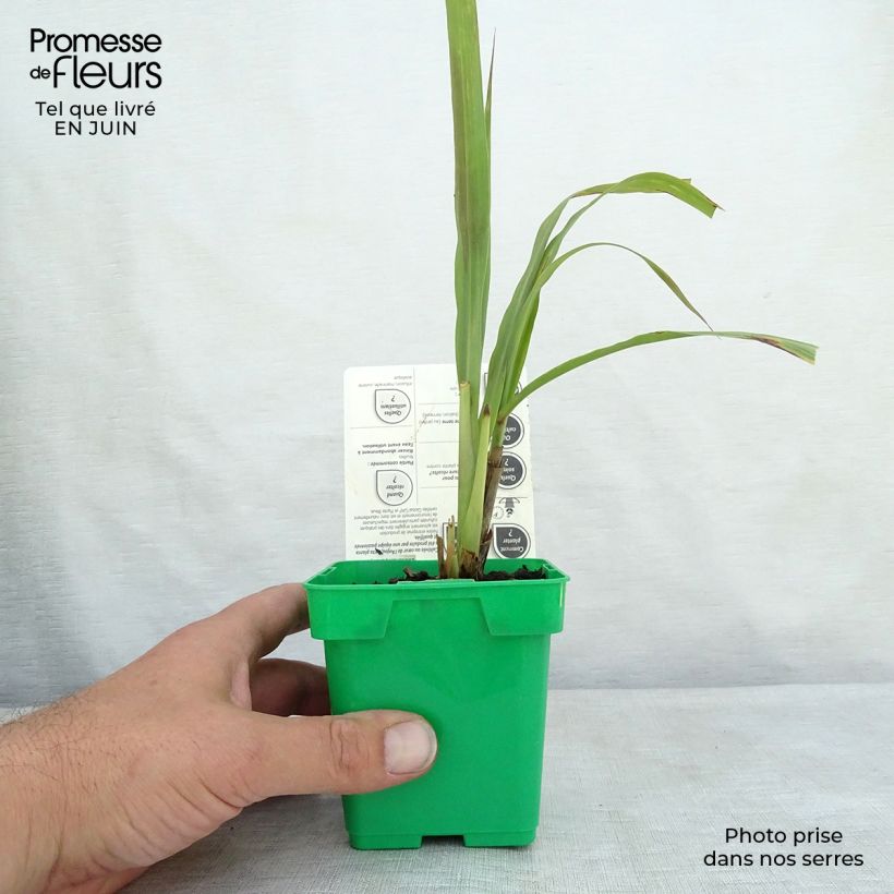 Example of Lemongras (Ölgewinnung (Pflanzen) - Cymbopogon citratus Topf mit 1L/1,5L as you get in ete