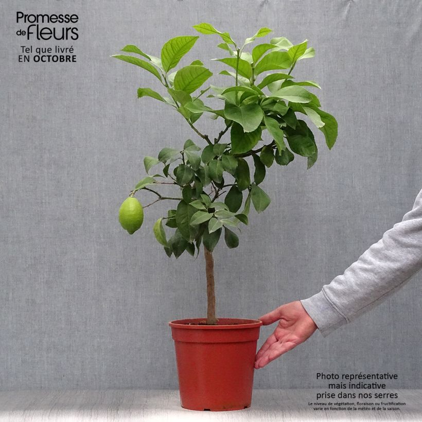 Example of Zitrone Adamo - Citrus limon Topf mit 4L/5L, 1/4 Stängel as you get in automne