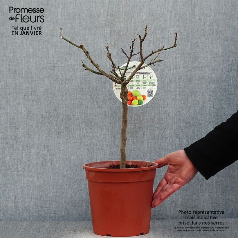 Exemplar von Zitrone Cerza - Citrus limon Topf mit 4L/5L, 1/4 Stängel wie im Winter geliefert