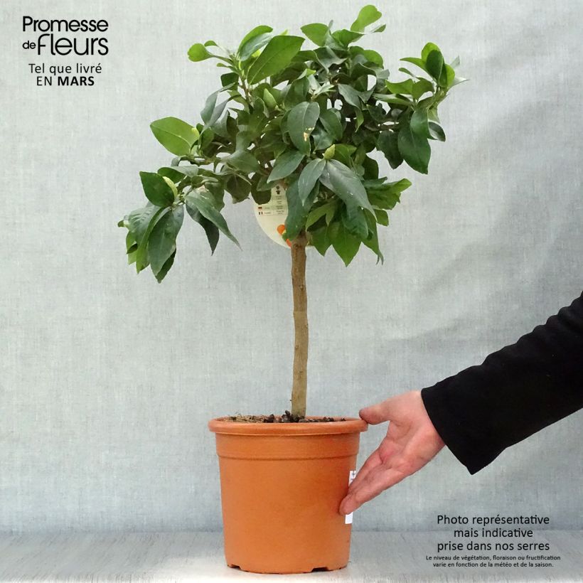 Exemplar von Zitrone Femminello Incappucciato - Citrus limon Topf mit 4L/5L, 1/4 Stängel wie im Frühjahr geliefert