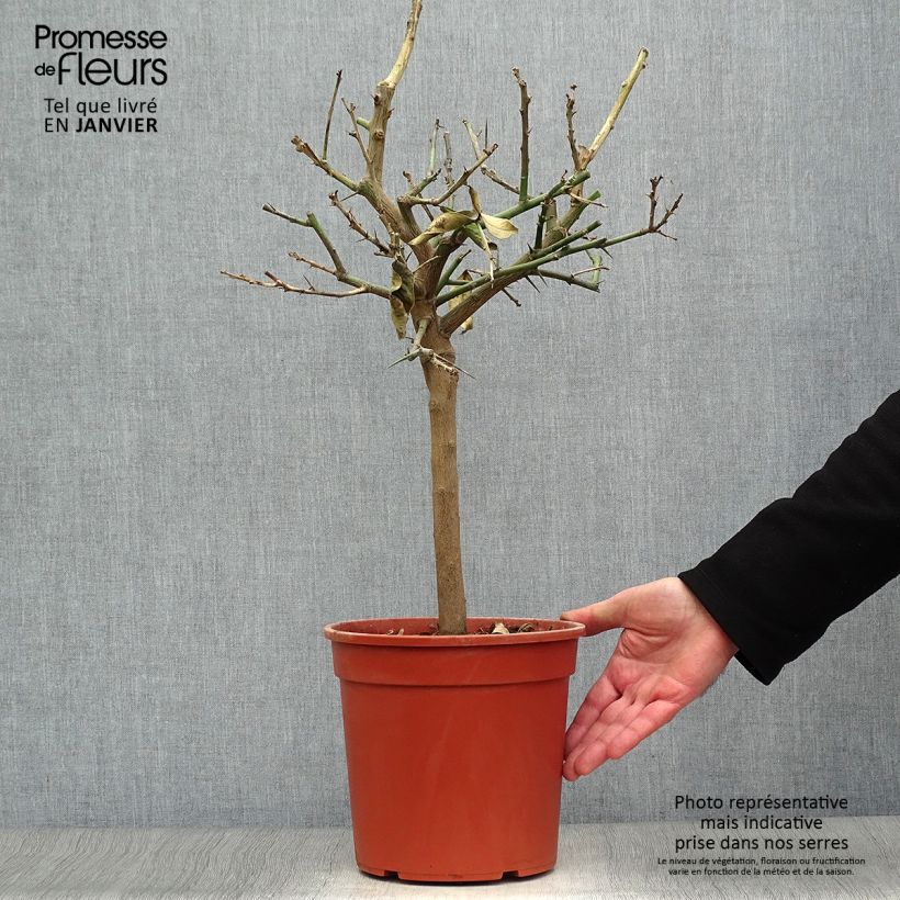 Exemplar von Zitrone Lemox - Citrus limon Topf mit 4L/5L, 1/4 Stängel wie im Winter geliefert