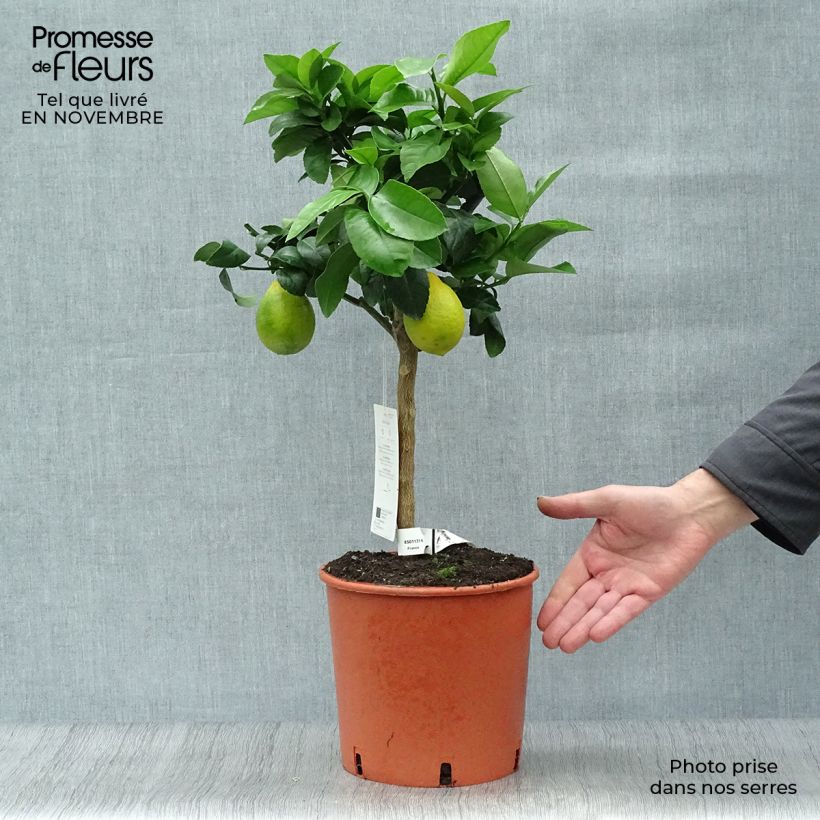 Example of Hybride Zitrone Meyer - Citrus x limon Topf mit 4L/5L, 1/4 Stängel as you get in automne