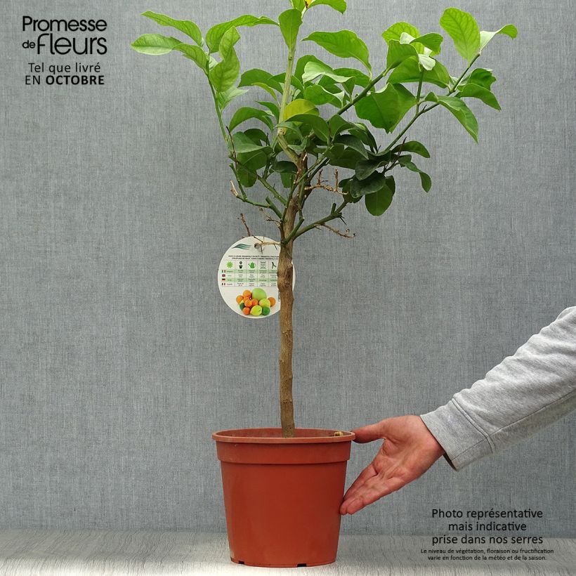 Example of Zitrone Femminello Siracusano - Citrus limon Topf mit 4L/5L, 1/4 Stängel as you get in automne