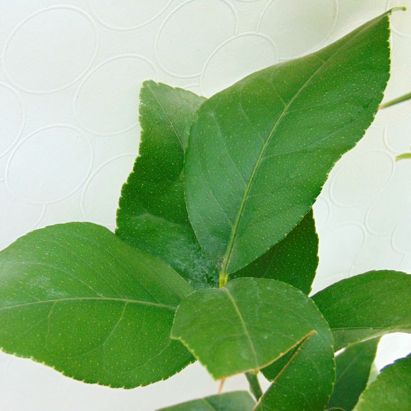 Zitrone Citronnier des 4 saisons - Citrus limon (Foliage)