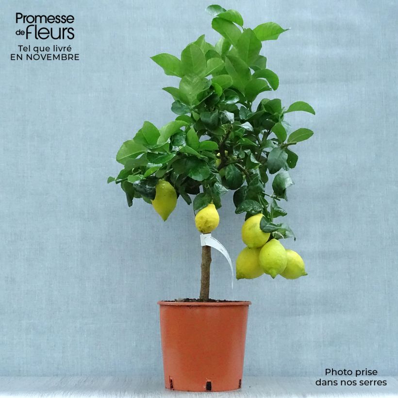 Example of Zitrone Citronnier des 4 saisons - Citrus limon Topf mit 4L/5L, 1/4 Stängel as you get in automne