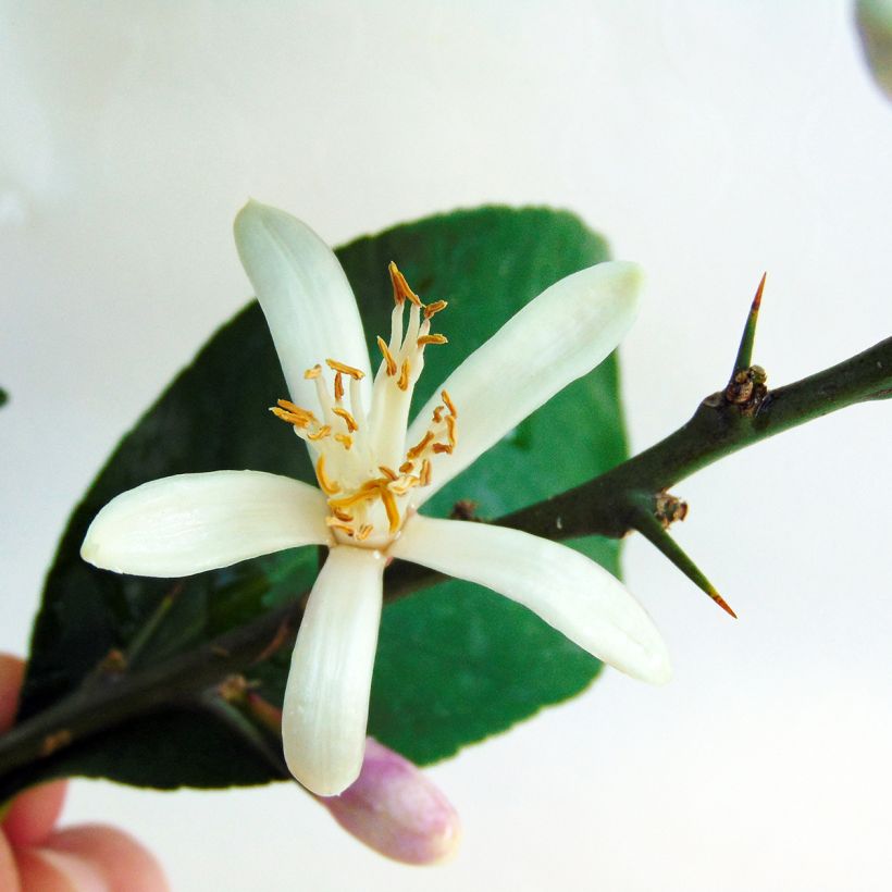 Zitrone Citronnier des 4 saisons - Citrus limon (Flowering)