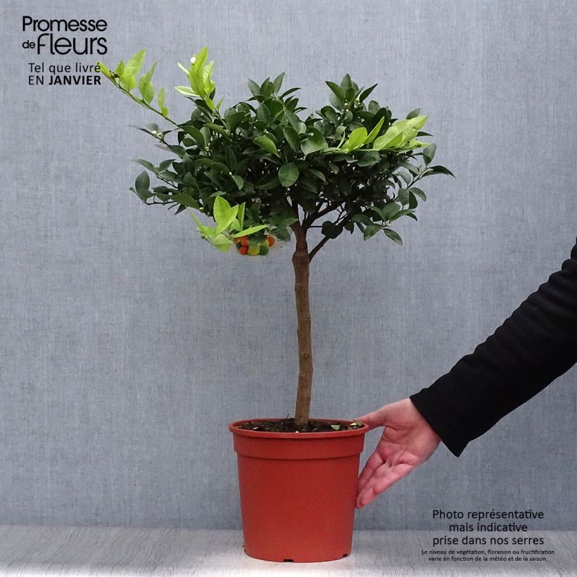 Exemplar von Römische Limette Pursha - Citrus limetta Topf mit 4L/5L, 1/4 Stängel wie im Winter geliefert