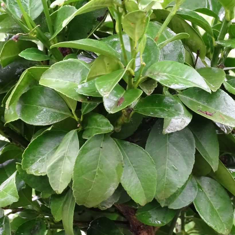 Römische Limette Pursha - Citrus limetta (Foliage)