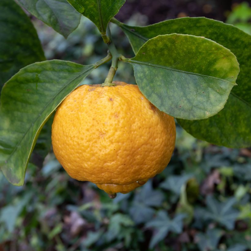 Römische Limette Pursha - Citrus limetta (Flowering)