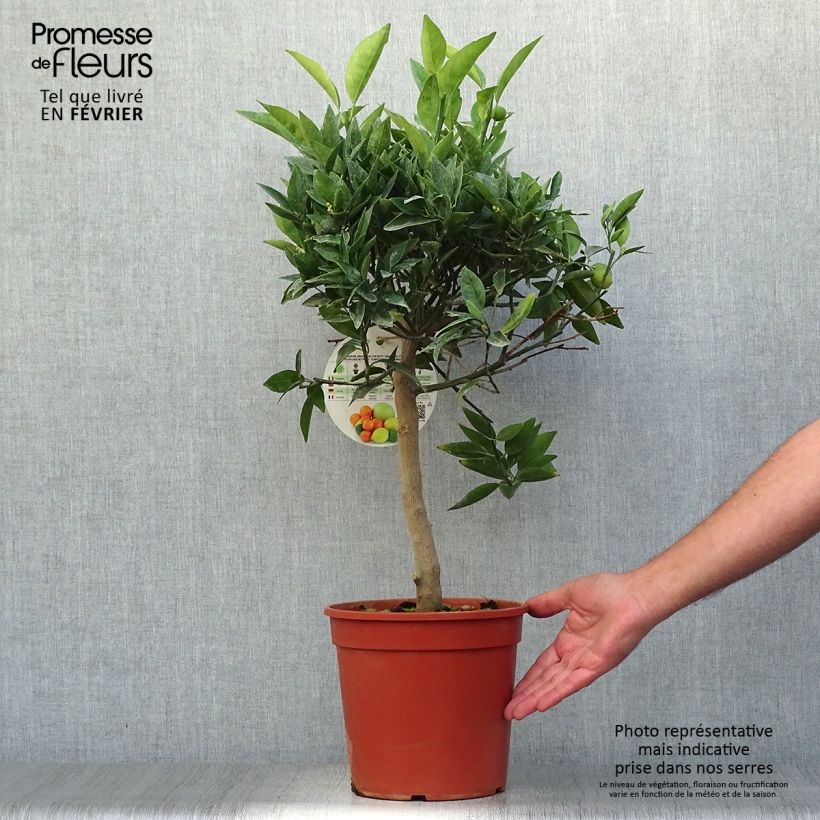 Example of Kumquatine Kucle - Citrus Fortunella margarita x Citrus clementina Topf mit 4L/5L, 1/4 Stängel as you get in automne