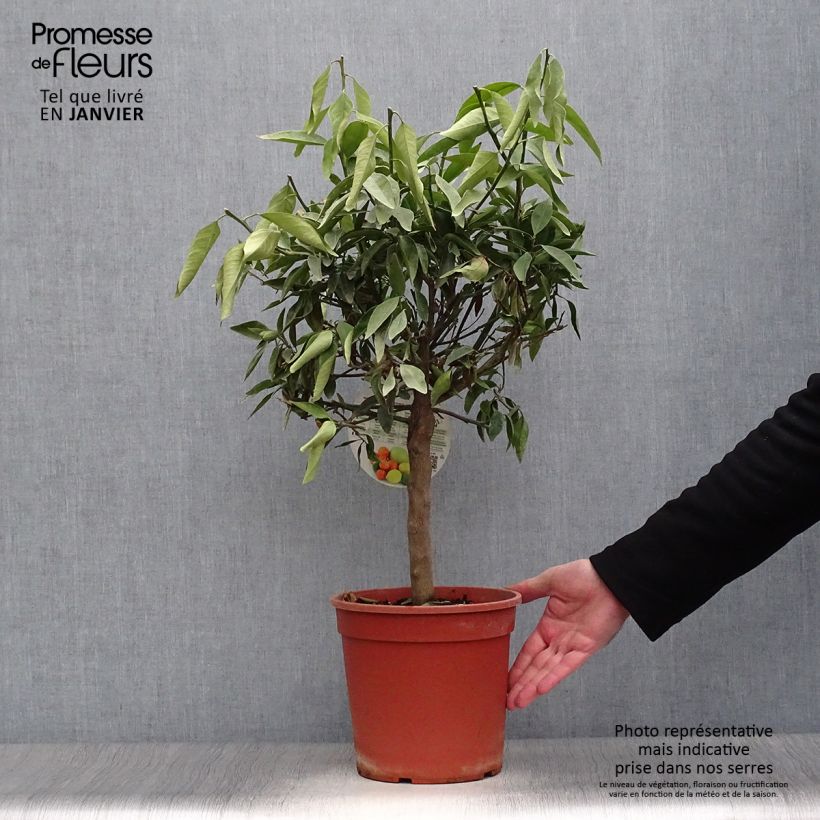 Exemplar von Kumquatine Kucle - Citrus Fortunella margarita x Citrus clementina Topf mit 4L/5L, 1/4 Stängel wie im Winter geliefert