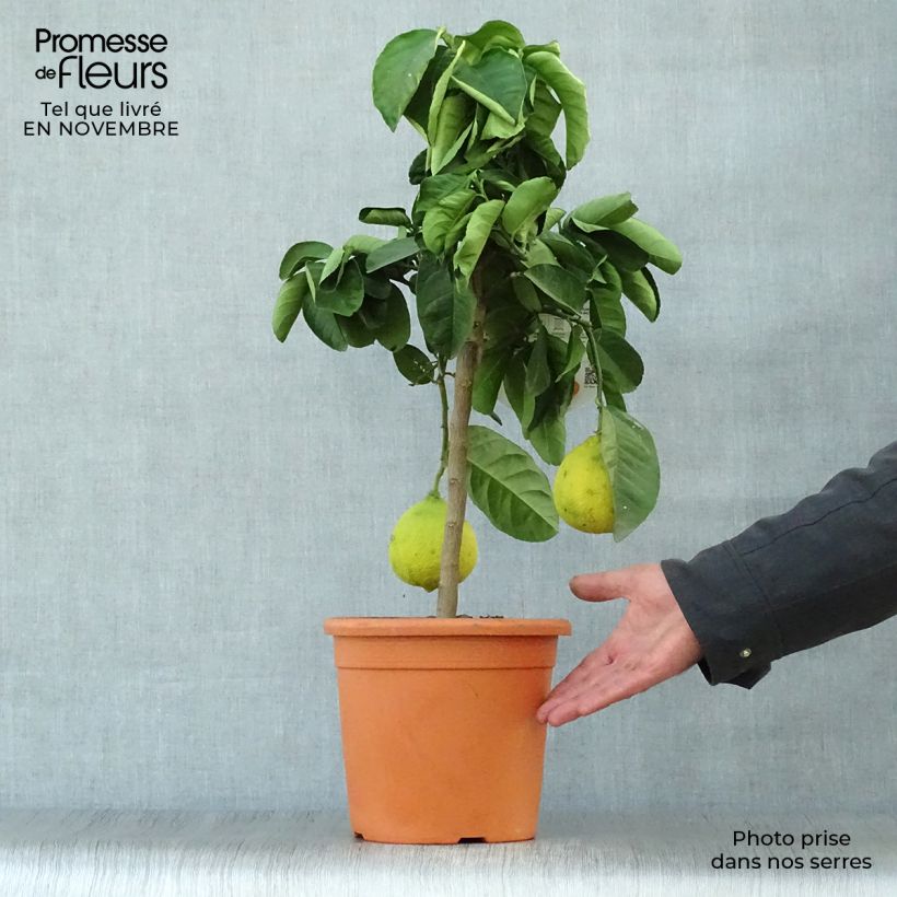Example of Hybride Zitrone Lipo - Citrus Topf mit 4L/5L, 1/4 Stängel as you get in automne