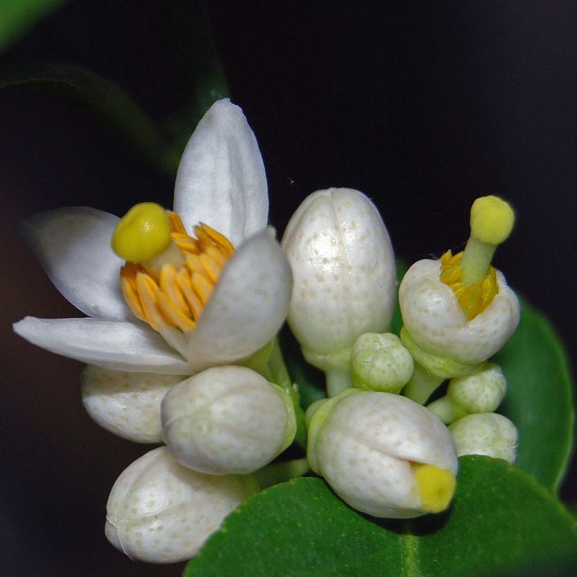 Echte Limette - Citrus x aurantiifolia (Flowering)