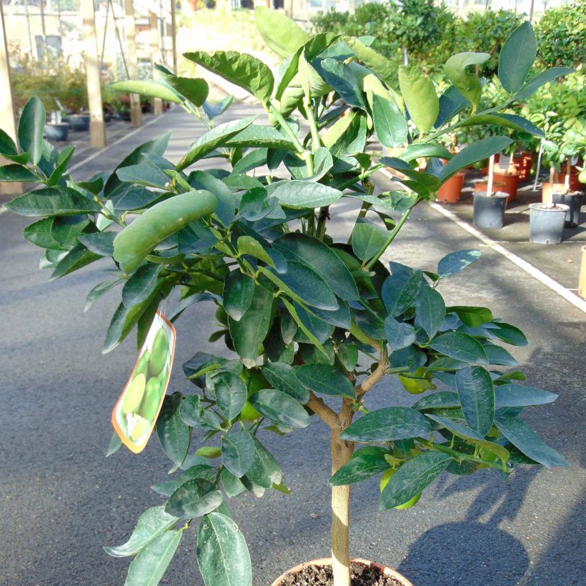Echte Limette - Citrus x aurantiifolia (Plant habit)