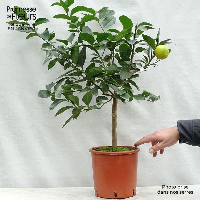 Exemplar von Echte Limette - Citrus x aurantiifolia Topf mit 4L/5L, 1/4 Stängel wie im Winter geliefert