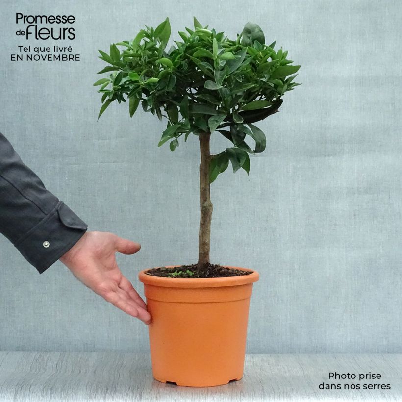 Example of Clementinenbaum Clémentine - Citrus x clementina Topf mit 4L/5L, 1/4 Stängel as you get in automne