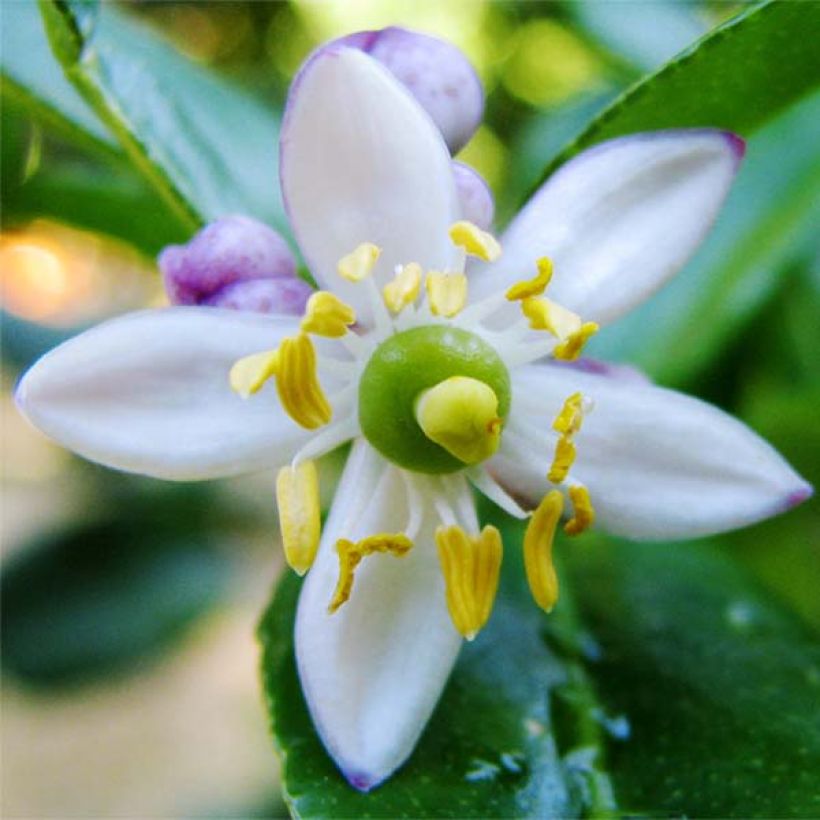 Kafir-Limette - Citrus hystrix (Flowering)