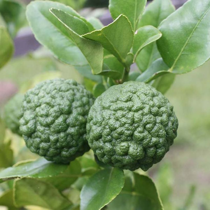Kafir-Limette - Citrus hystrix (Harvest)