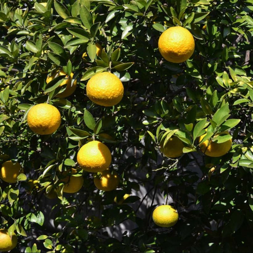 Ichang-Zitrone - Citrus ichangensis (Harvest)