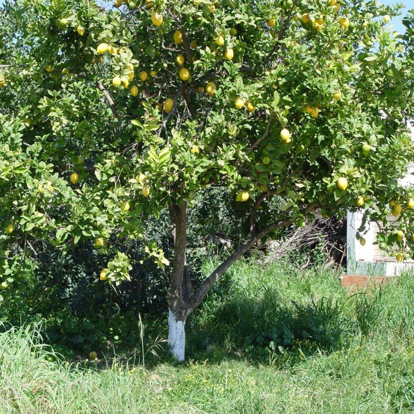 Zitrone Citronnier des 4 saisons - Citrus limon (Plant habit)