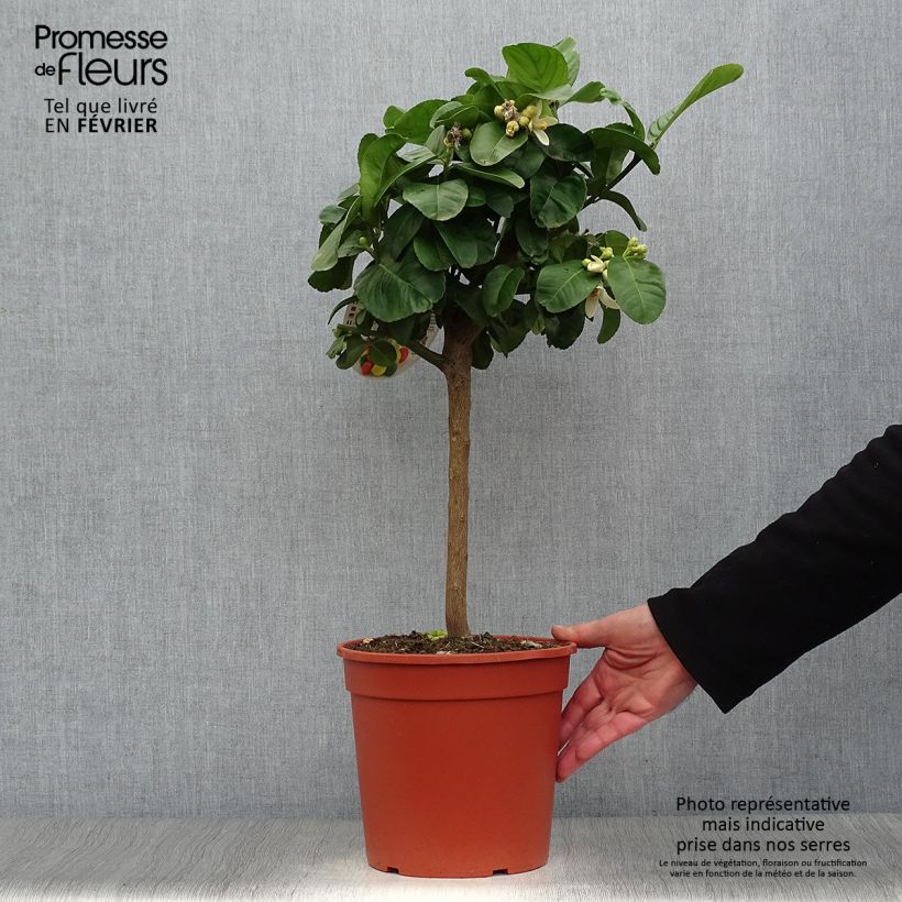 Exemplar von Zitronat-Zitrone Maxima - Citrus medica Topf mit 4L/5L, 1/4 Stängel wie im Winter geliefert