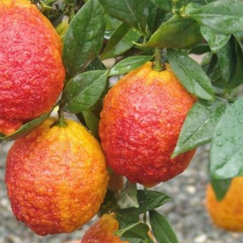 Zitrone Pigmentata - Citrus medica x limon (Harvest)