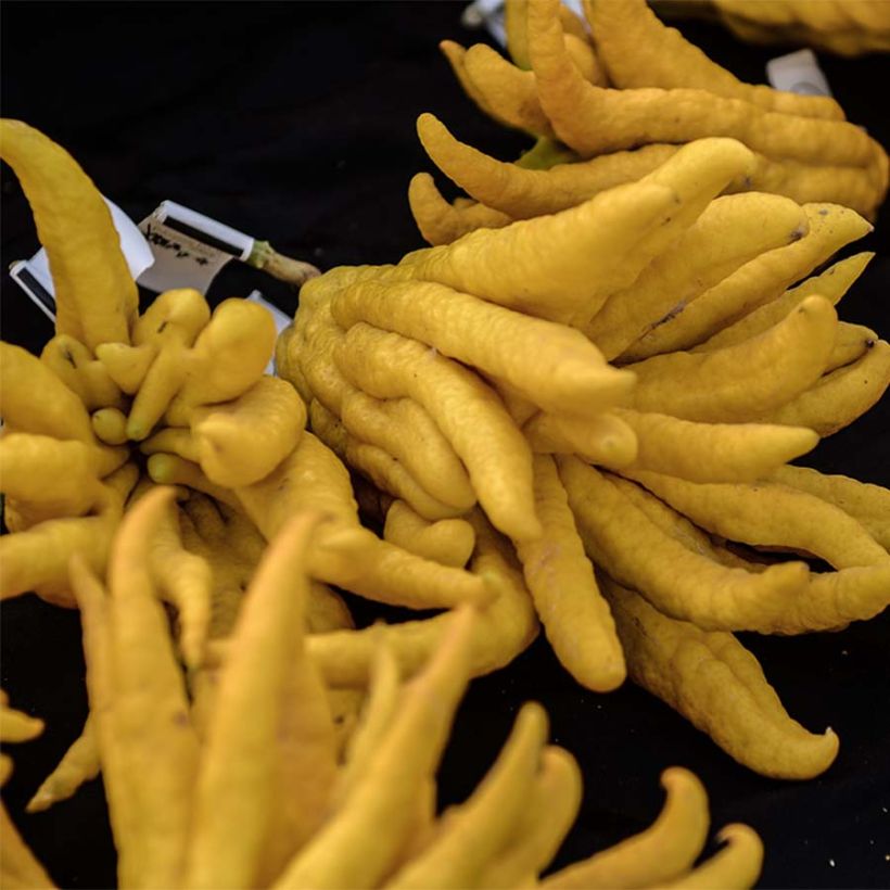 Buddhas Hand - Citrus medica var. sarcodactylis (Harvest)