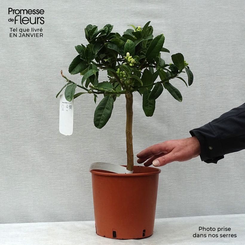 Exemplar von Buddhas Hand - Citrus medica var. sarcodactylis Topf mit 4L/5L, 1/4 Stängel wie im Winter geliefert