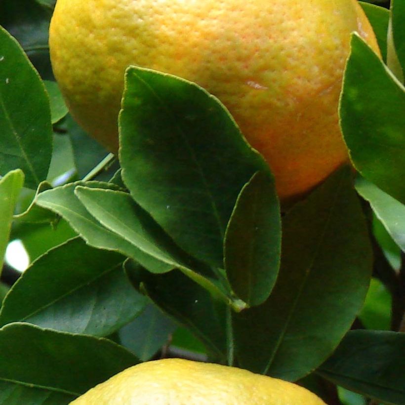 Mandarine Keraji - Citrus reticulata (Foliage)