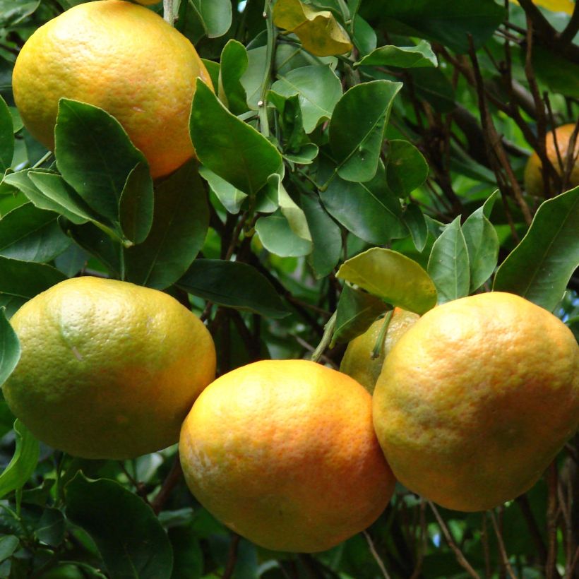 Mandarine Keraji - Citrus reticulata (Harvest)