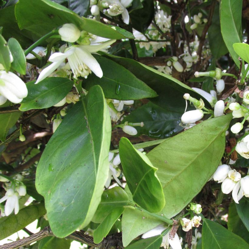 Orange Washington Navel - Citrus sinensis (Foliage)
