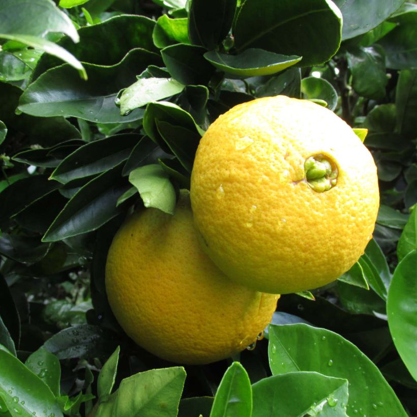 Orange Washington Navel - Citrus sinensis (Harvest)