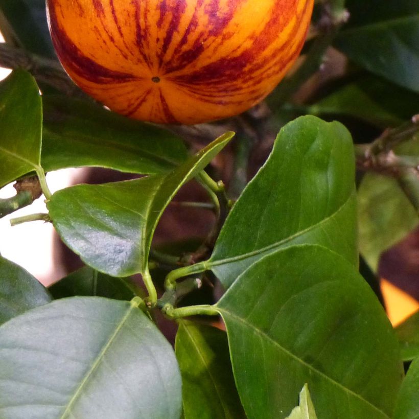 Hybride Orange Doppio Sanguigno - Citrus sinensis x meyeri (Foliage)