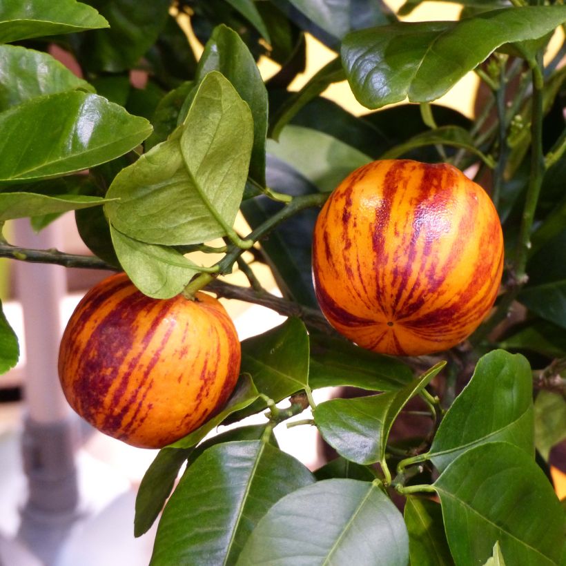 Hybride Orange Doppio Sanguigno - Citrus sinensis x meyeri (Harvest)