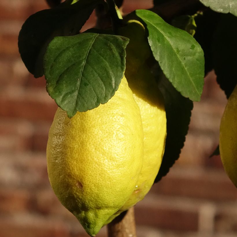 Zitrone Citronnier des 4 saisons - Citrus limon (Blüte)