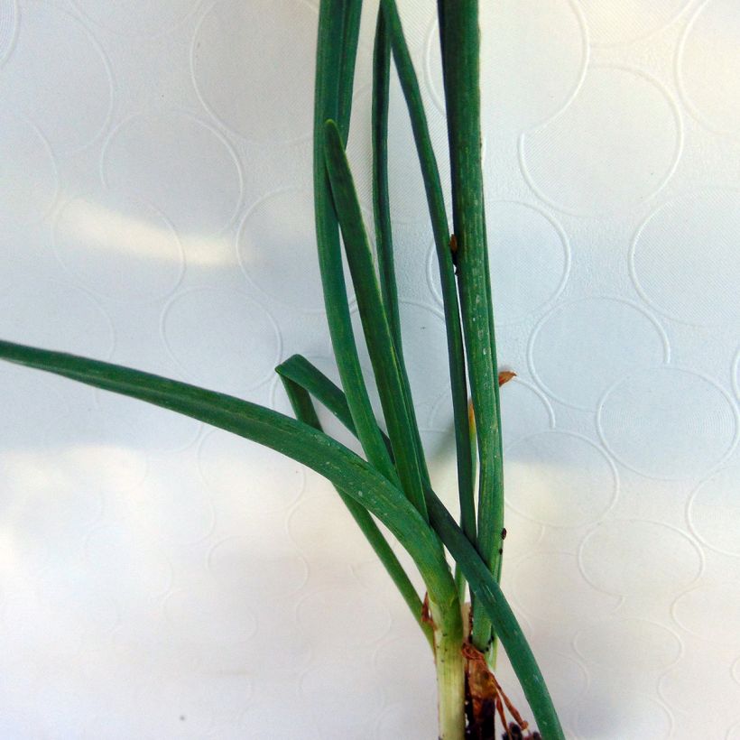 Winter-Zwiebel St Jacques - Allium fistulosum (Foliage)
