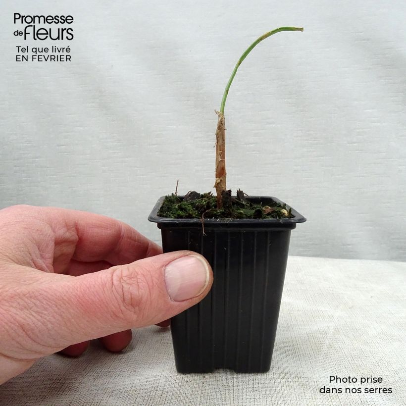 Exemplar von Winter-Zwiebel St Jacques - Allium fistulosum Kleine Töpfe von 7/8 cm wie im Winter geliefert