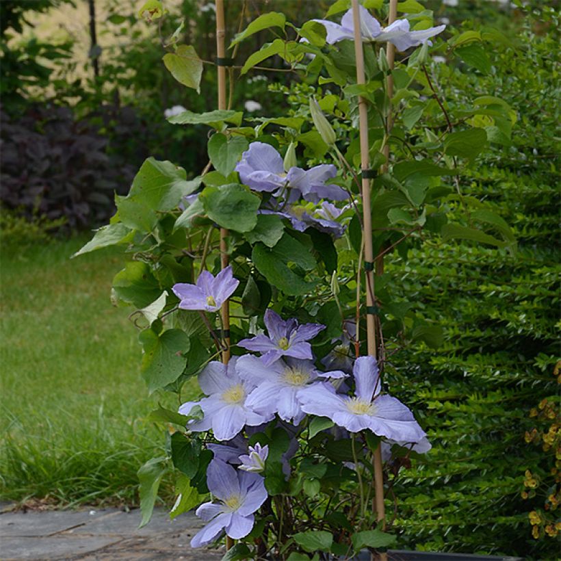 Waldrebe SUCCESS Lavender - Clematis (Plant habit)