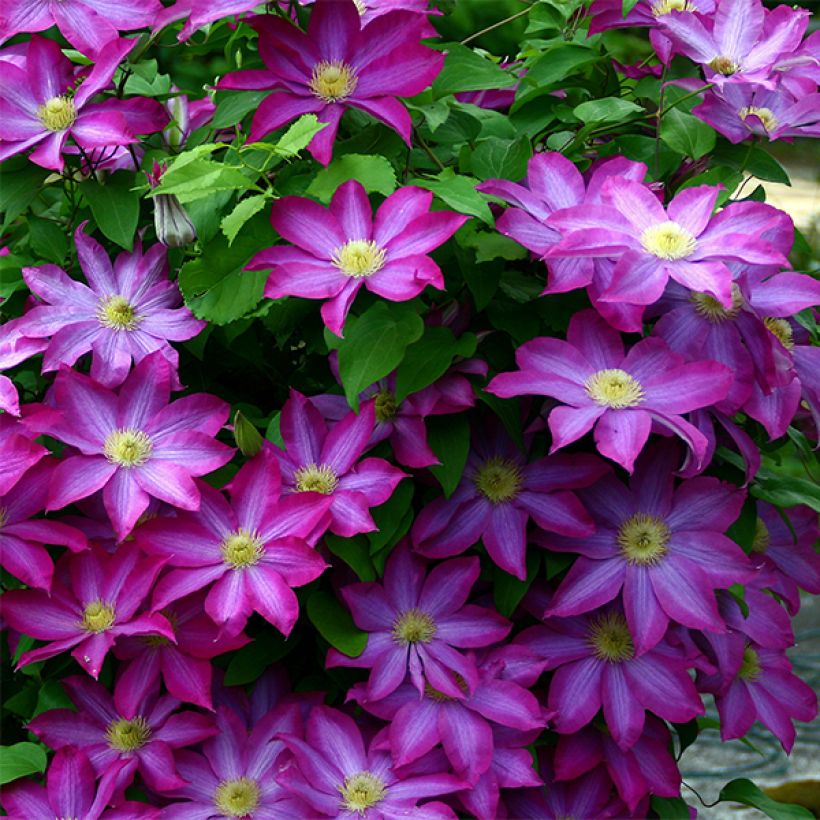 Waldrebe Kakio - Clematis (Flowering)
