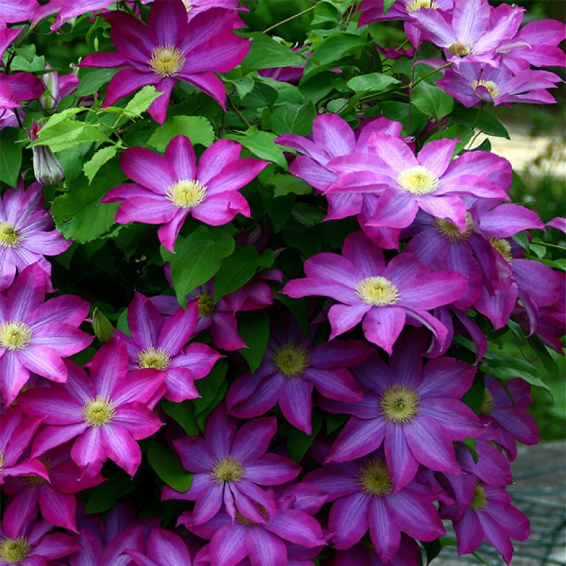 Waldrebe Kakio - Clematis (Plant habit)
