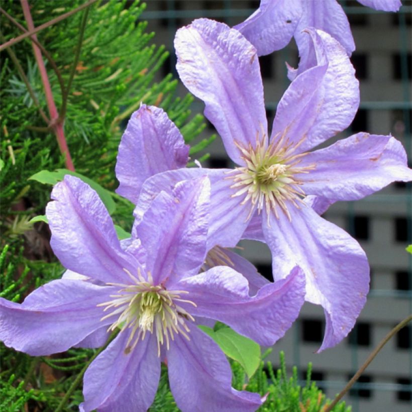 Waldrebe Prince Charles - Clematis (Flowering)
