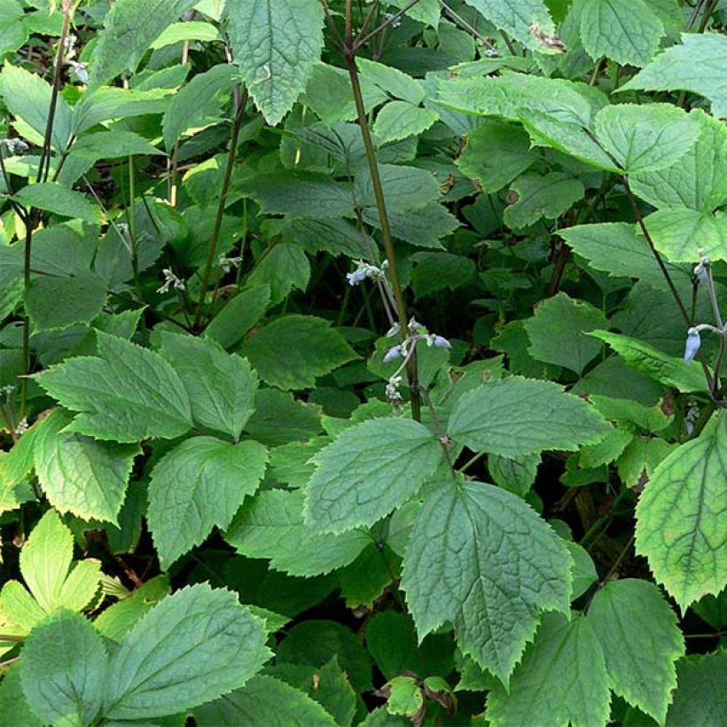 Clematis heracleifolia - Stauden-Waldrebe (Foliage)