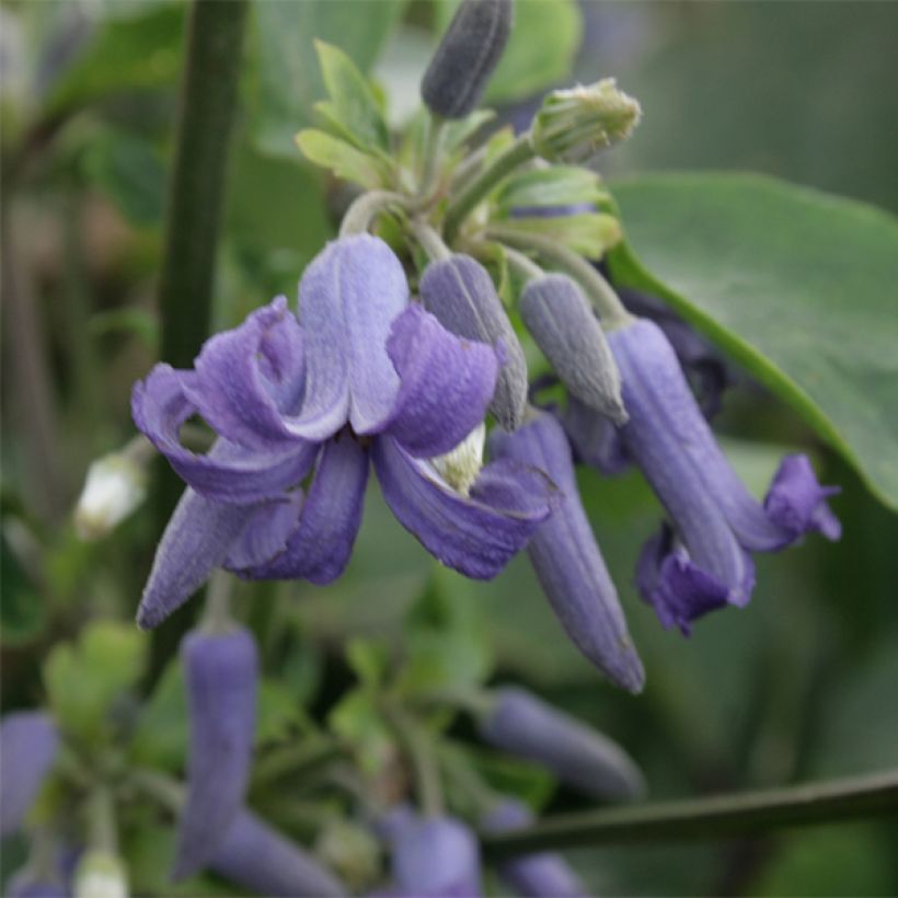 Clematis heracleifolia - Stauden-Waldrebe (Flowering)