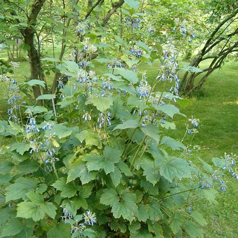 Clematis heracleifolia - Stauden-Waldrebe (Plant habit)