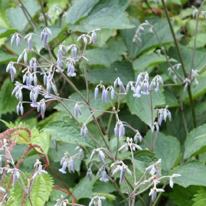 Waldrebe stans - Clematis (Flowering)