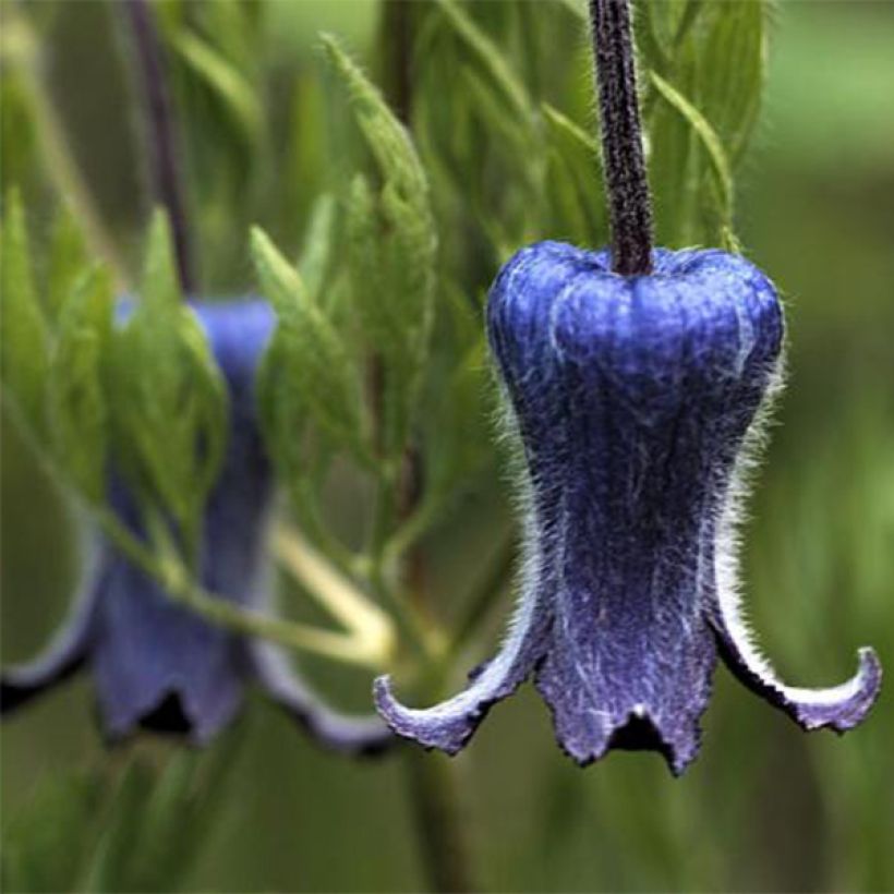 Clematis hirsutissima - Waldrebe (Flowering)