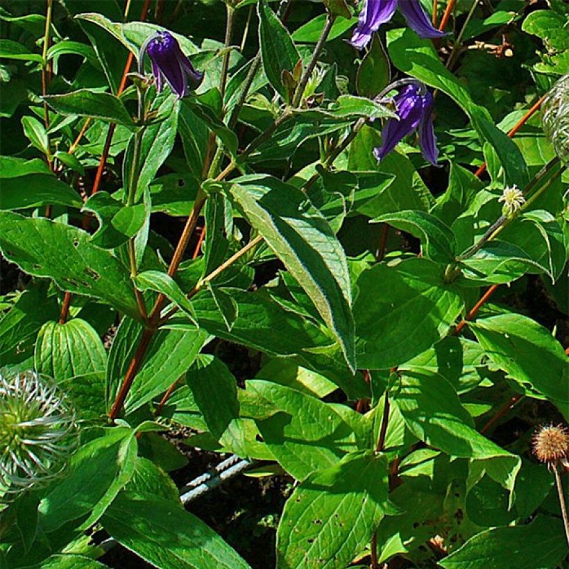 Clematis integrifolia - Stauden-Waldrebe (Foliage)